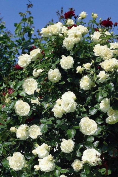 Троянда витка Шнеевальцер | Роза плетистая Шнеевальцер | Rose climber Schneewalzer